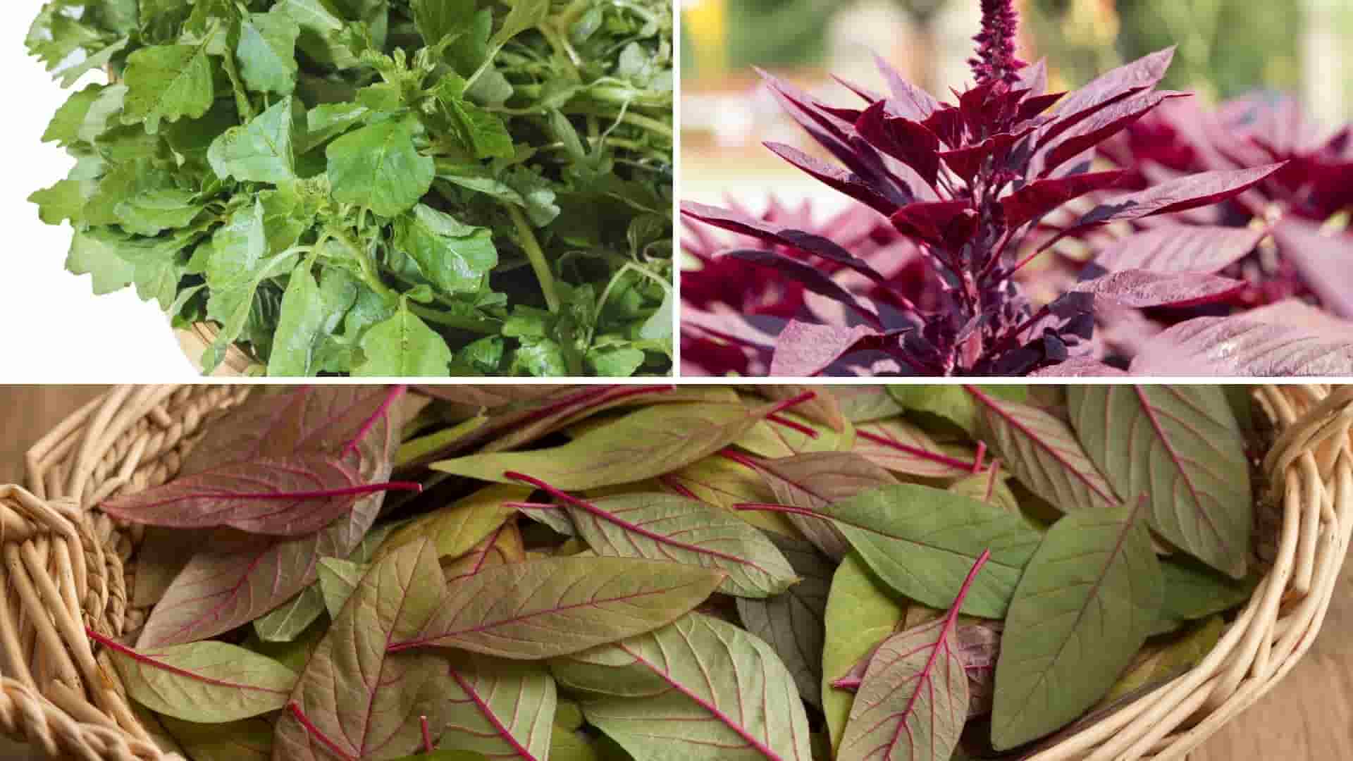 6 Amazing Health Benefits Of Amaranth Leaves | Easy (Vegetarian) Recipes