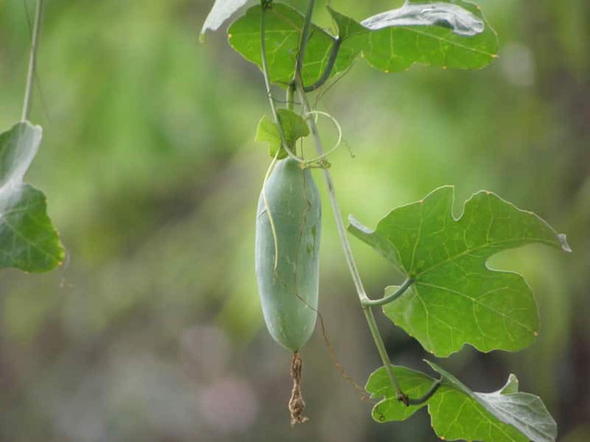 Tindora Ivy Gourd Benefits, Nutrition, Recipe Medhya Herbals