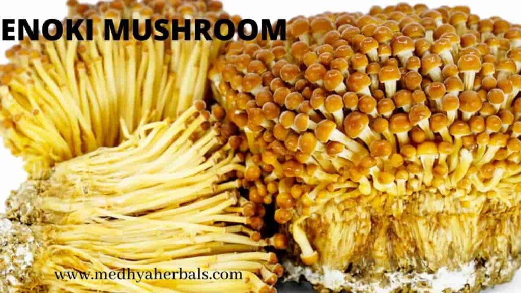 Enoki Mushroom-min