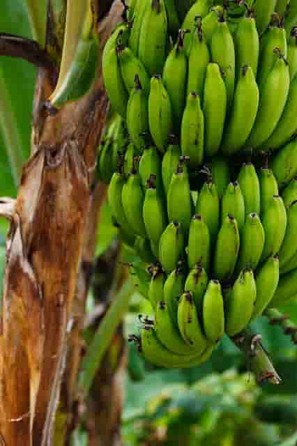 Green Banana Nutrition, Health Benefits, and Recipe - Medhya Herbals