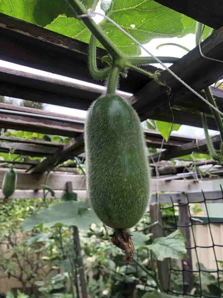 Raw ash Gourd