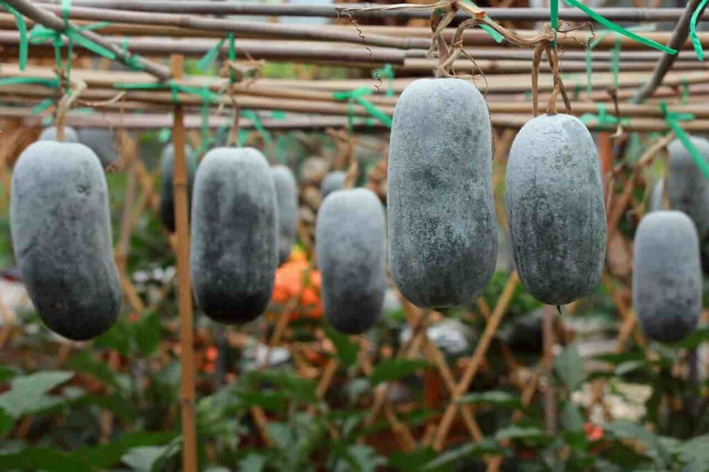 winter-melon-ash gourd-min