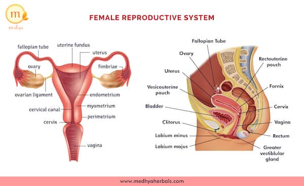 Female Reproductive System