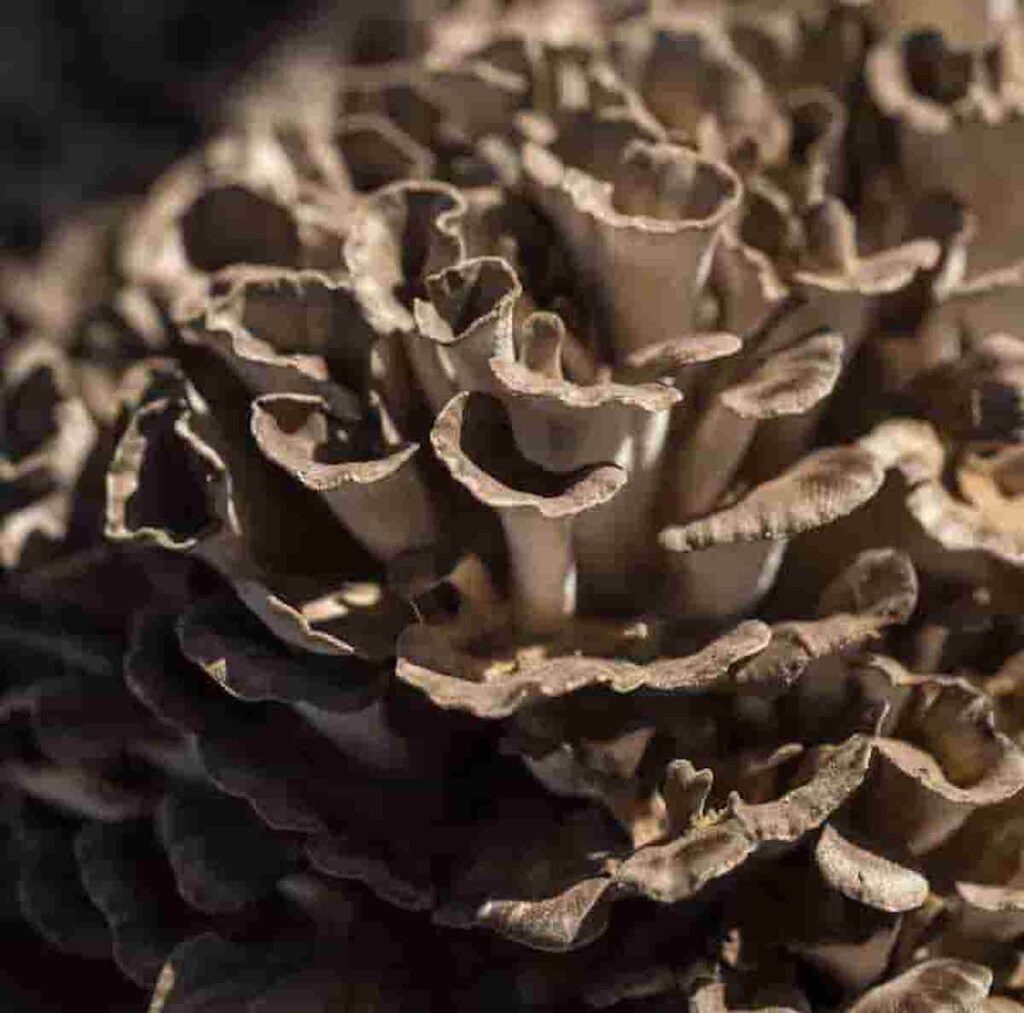 Maitake Mushroom A powerful Immune Booster and Adaptogen Benefits