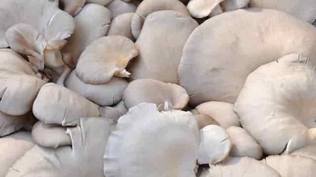 oyster-mushrooms