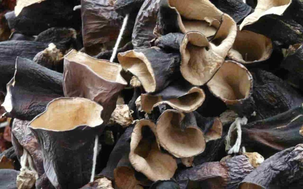 Black Fungus (Wood Ear Mushroom) - Benefits, Nutrition, and Recipes