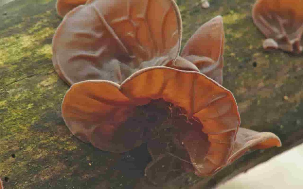 black fungus wood ear mushroom-min