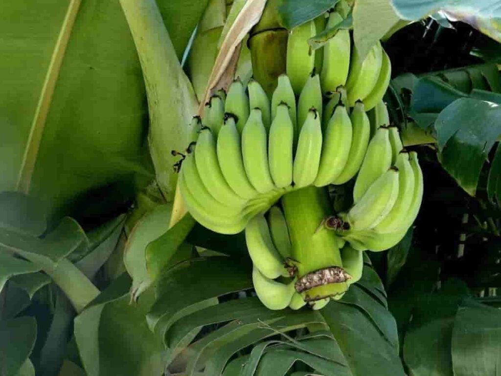 green-banana