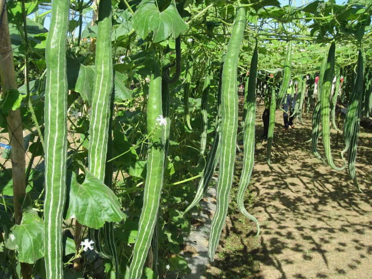 Snake gourd plant leaf