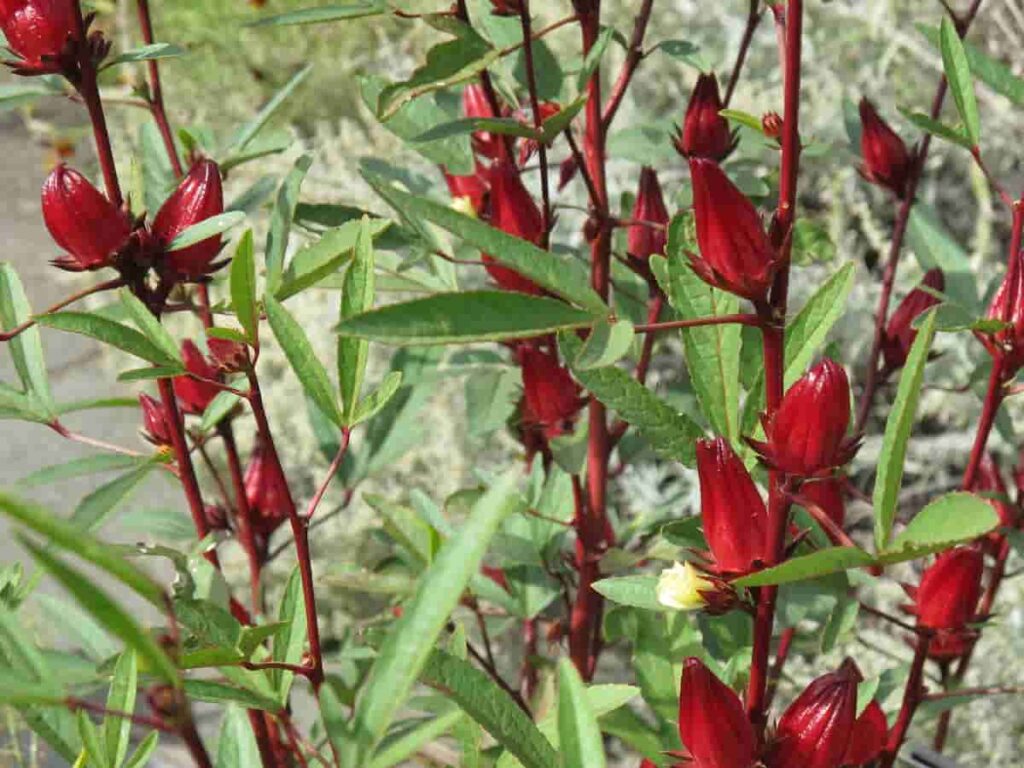 Roselle Hibiscus Sabdariffa-min