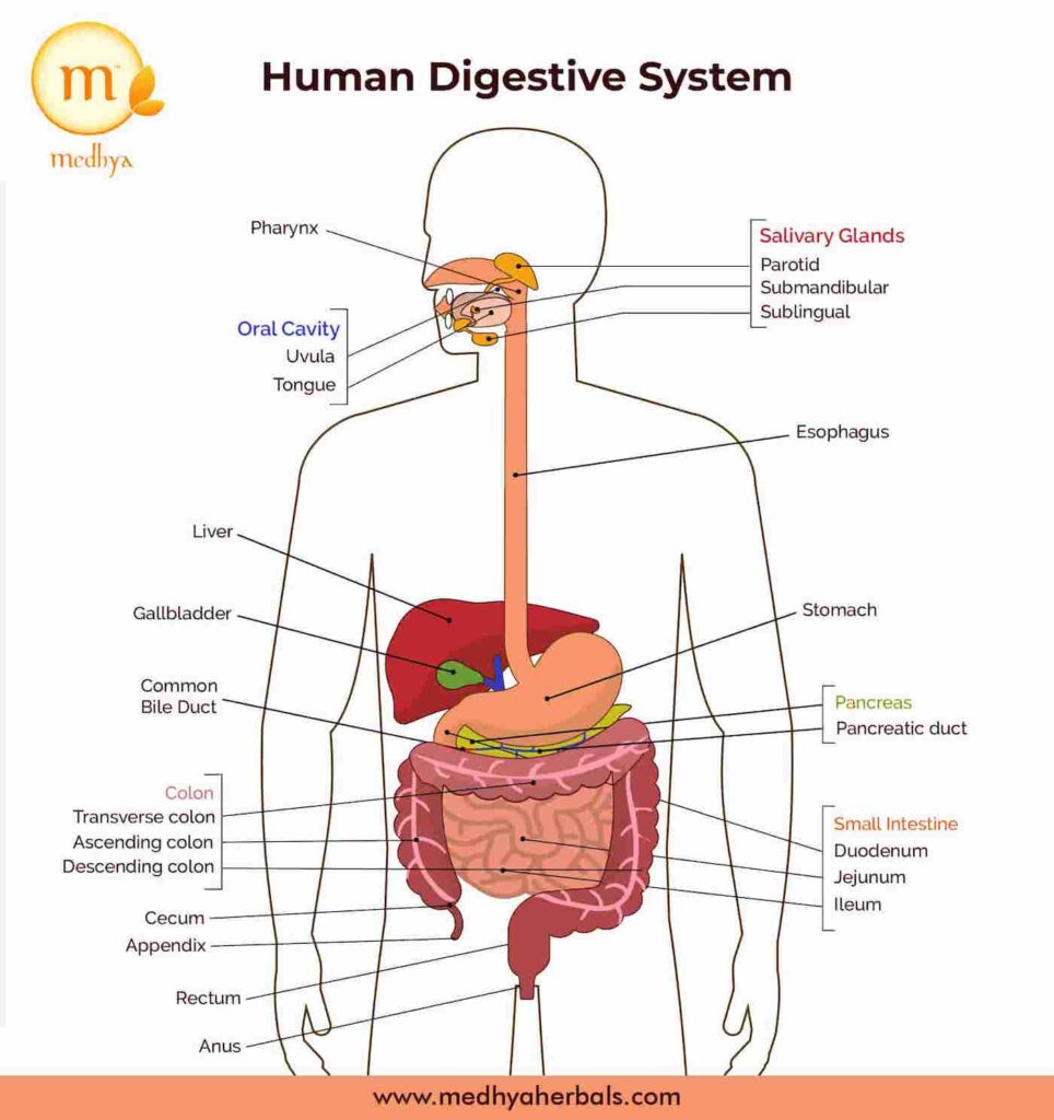 11 Homemade Probiotic Foods for Healthy Gut and Brain (Ultimate Guide)