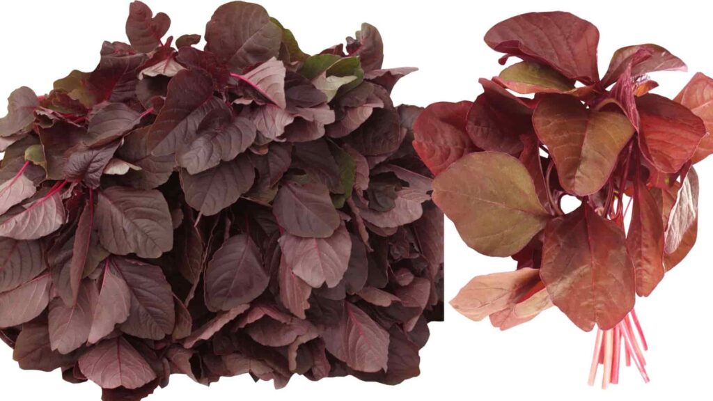 Red Amaranth Leaves