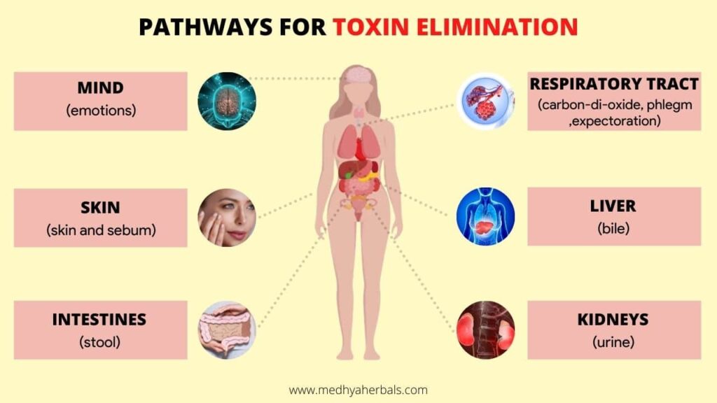 Toxin Buildup-Ayurvedic Detox-min