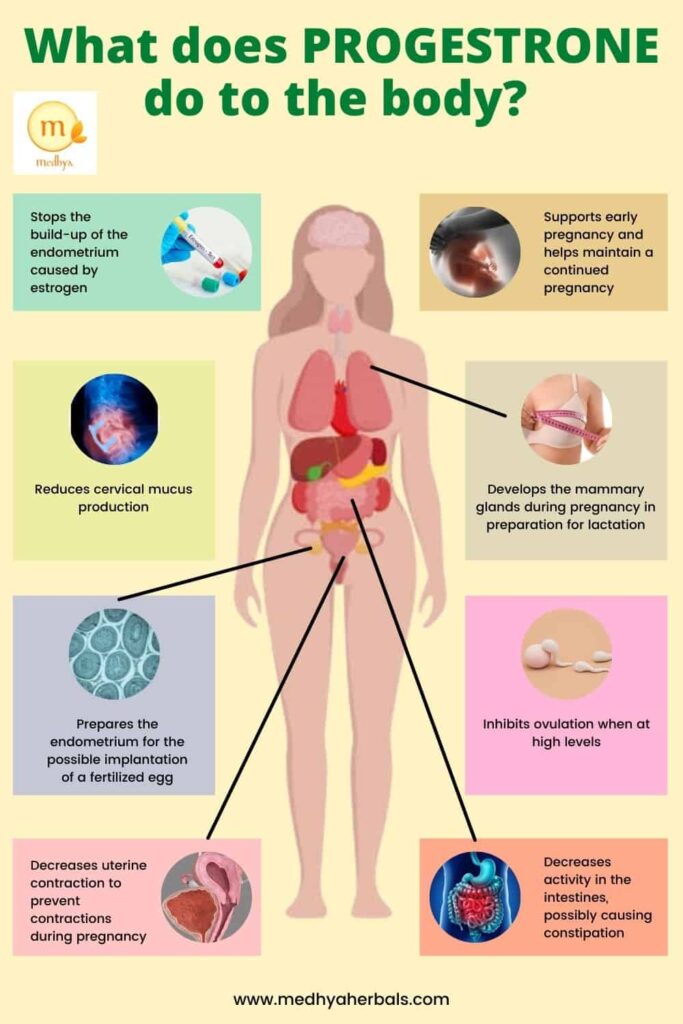 Progesterone functions women-min