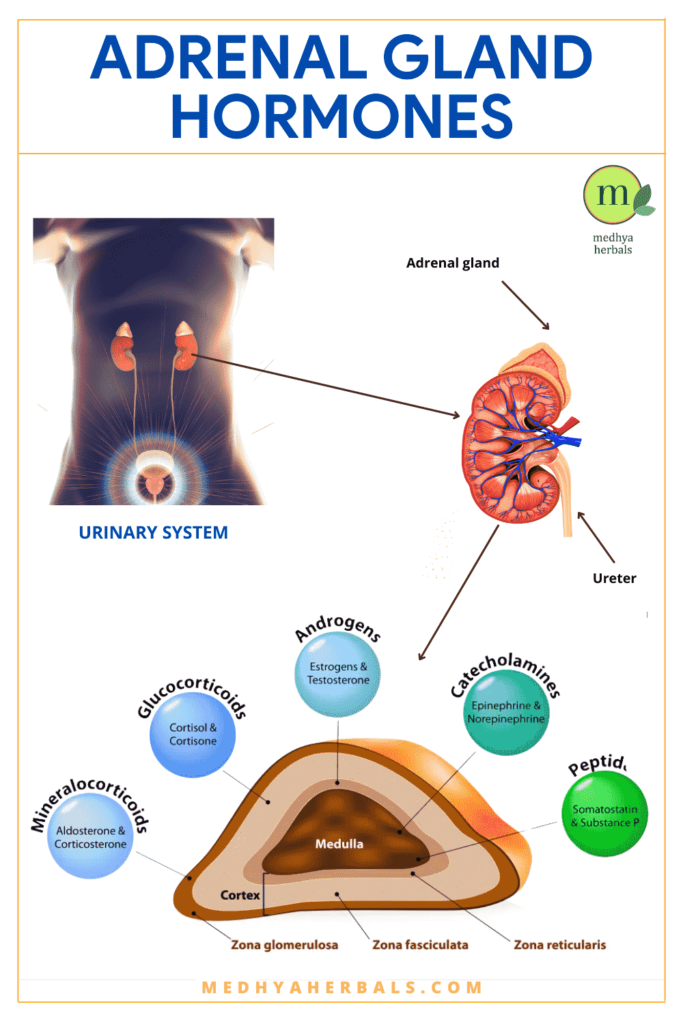 Adrenal Gland Hormones-Adrenal Fatigue Treatment-min