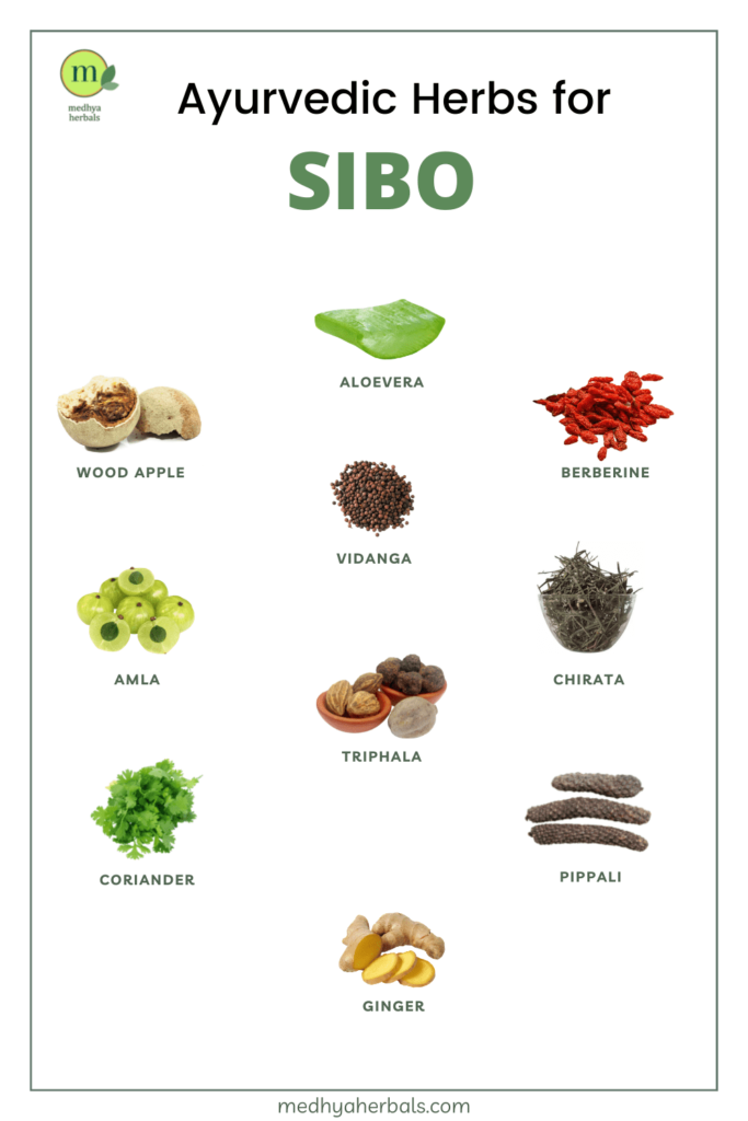 Ayurvedic Herbs for SIBO-min