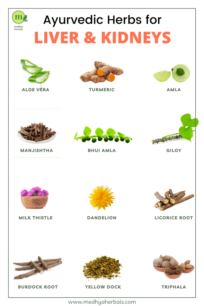 12 Best Ayurvedic Herbs for Kidneys and Liver Cleanse (Detoxification)