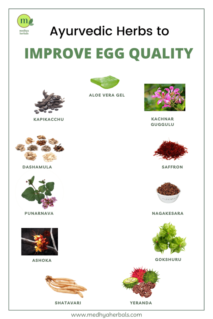 Ayurvedic Medicine to Improve Egg Quality-min