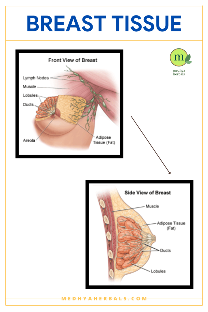 Ayurvedic Treatment for Breast Cysts and Fibrocystic Breasts-min