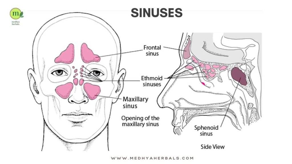 Sinuses-min