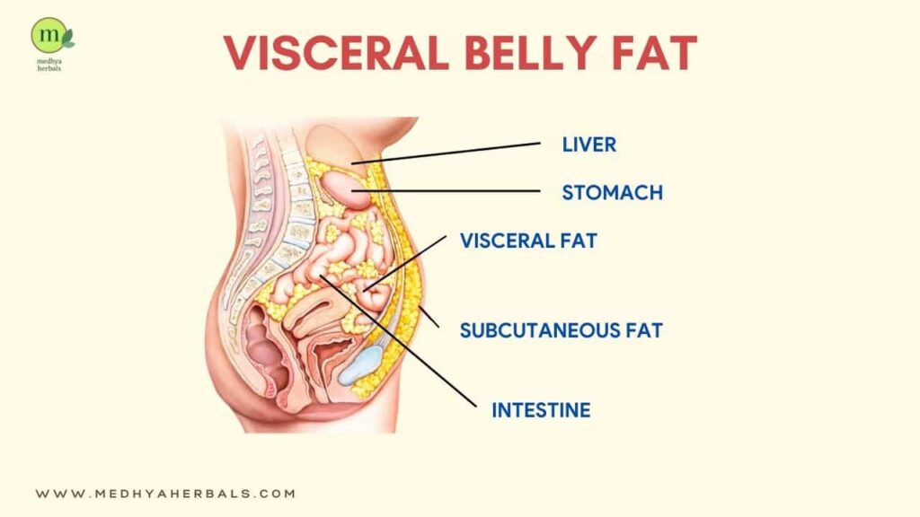 Visceral Belly Fat-min-min