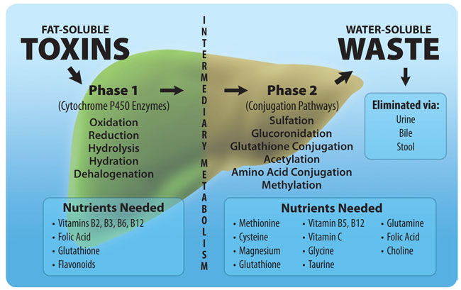 Liver Detoxification