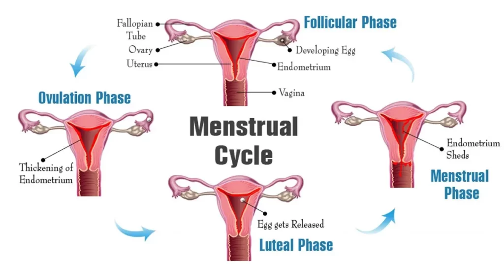 menstrual-cycle-phases