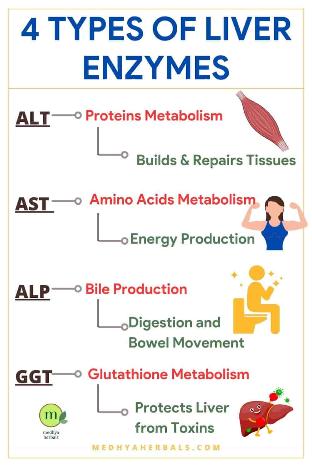 the-8-best-ayurvedic-herbs-to-treat-high-liver-enzymes