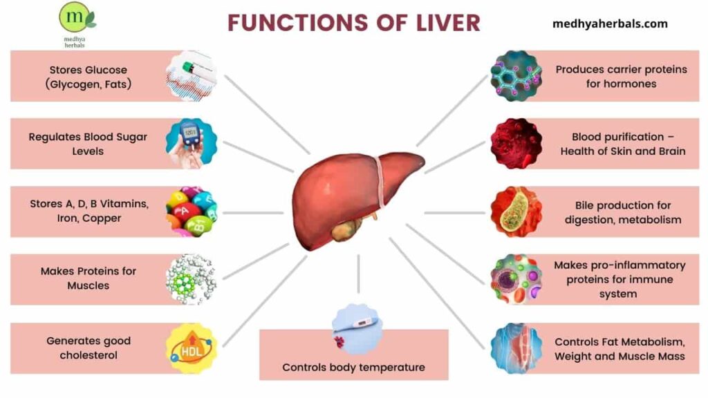 Functions of Liver-min