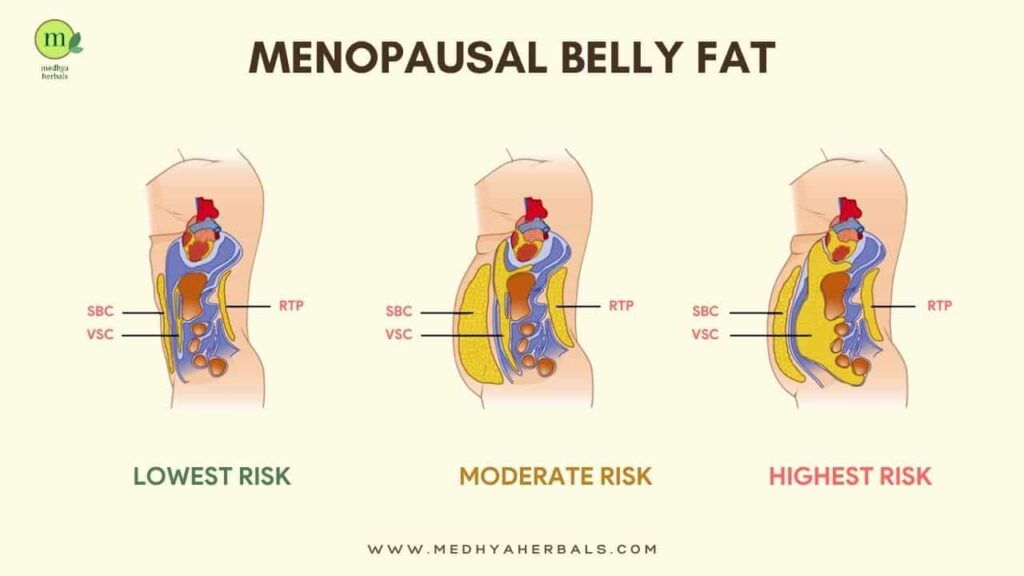 Menopause Belly Fat