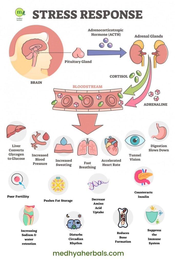 Stress Response-min