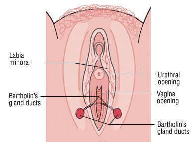 Bartholin's Gland Cyst